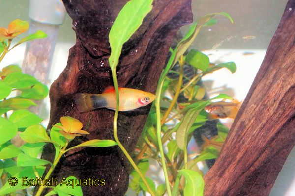 The Mickey Mouse Platy is one of the most popular variants of the common Xiphophorus hybrids