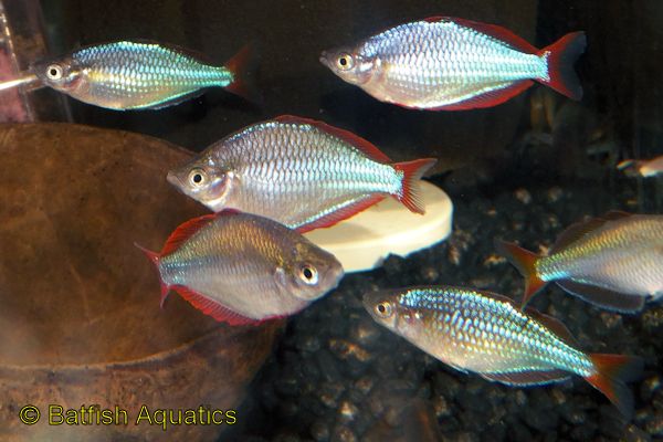 Dwarf Neon Rainbowfish
