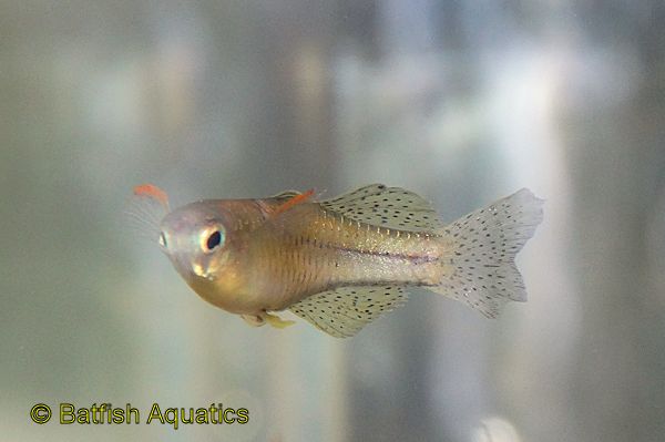 Gertrude Rainbowfish