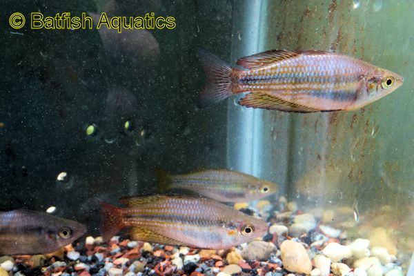 Australian Rainbowfish