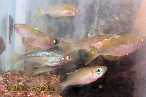 Blushing Red Rainbowfish