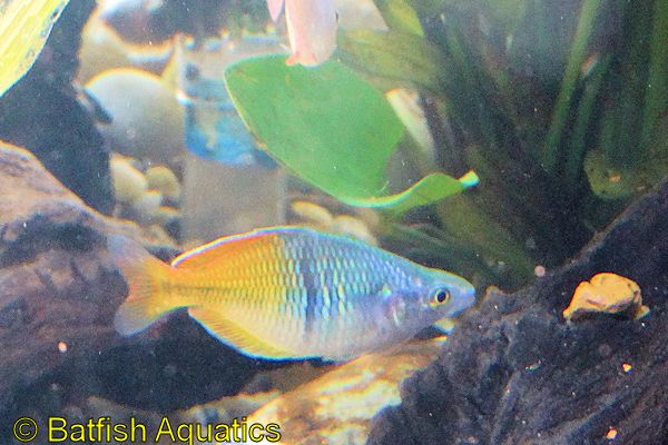 Boeseman's Rainbowfish, Melanotaenia boesemani