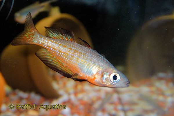 Parkinson's Rainbow Fish