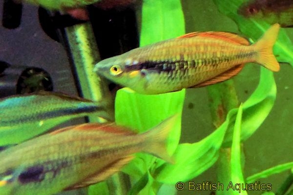 Dwarf Flame Rainbowfish