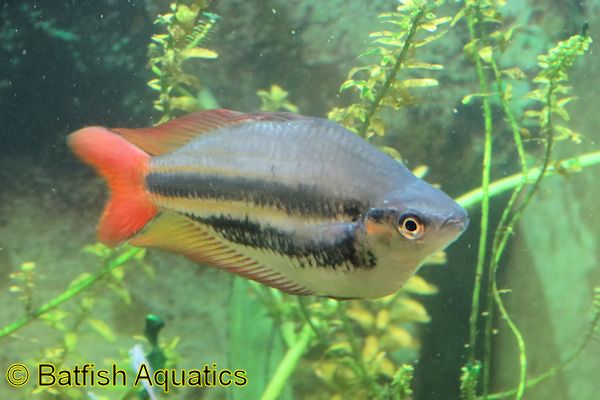 Redtail Rainbowfish