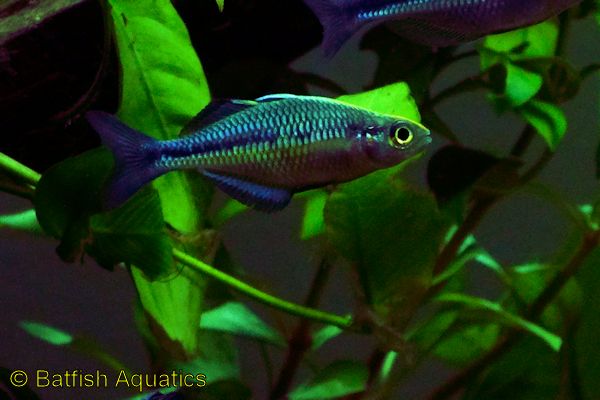 Melanotaenia lacustrus, the Turquoise Rainbowfish