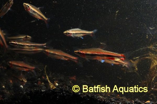 Nannostomus beckfordi, Beckford Pencil Fish