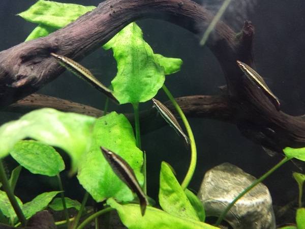 Dip Tail Pencilfish, Nannostomus eques