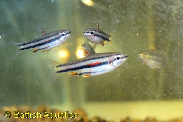 Dwarf Pencil Fish, Nannostomus marginatus