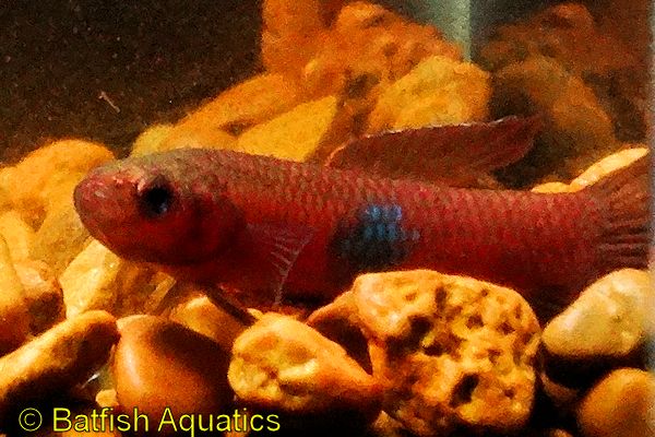 Betta brownorum is one of the most beautiful of the wild bettas, and commonly available in the hobby