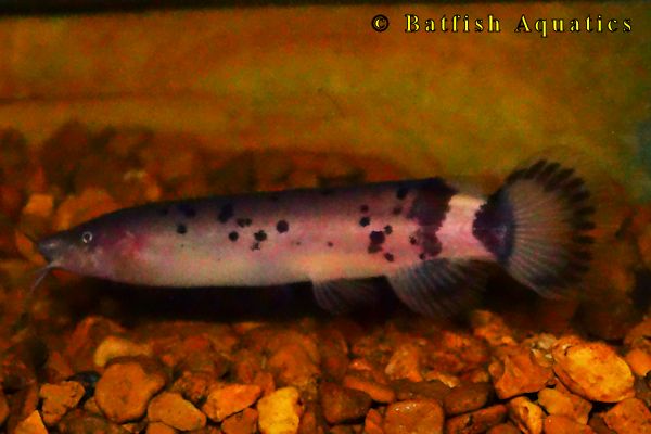 Electric Catfish, Malapterurus electricus