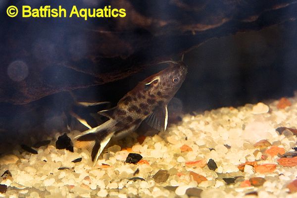 Synodontis lucipinnis, known as the Dwarf Synodontis petricola, is one of the smallest members of the Tanganyikan Catfishes
