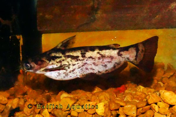 Driftwood Catfish, The Colombian Woodcat