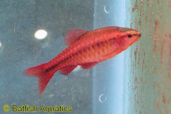 Cherry Barbs are an excellent community fish, and an easy example of sexual dichromatism