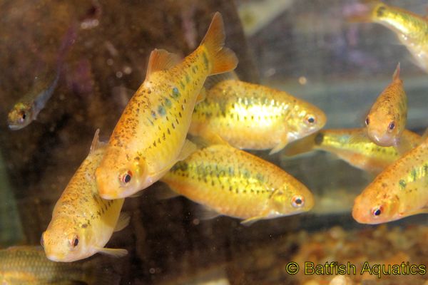 The Gold Barb, Barbodes semifasciolatus, is an excellent community aquarium fish