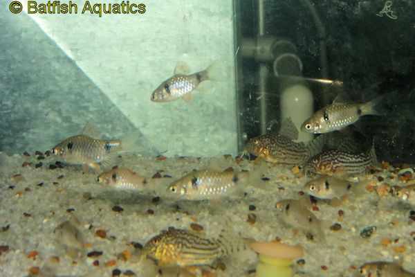 The Odessa Barb, Pethia padamya, is an excellent community aquarium fish