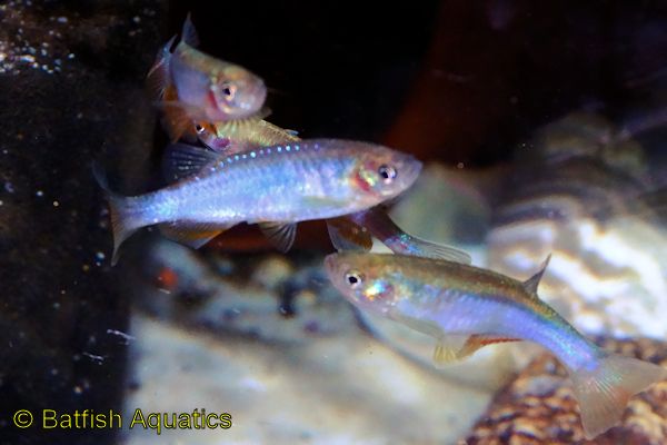 The Pearl Danio is among the most hardy of aquarium fishes