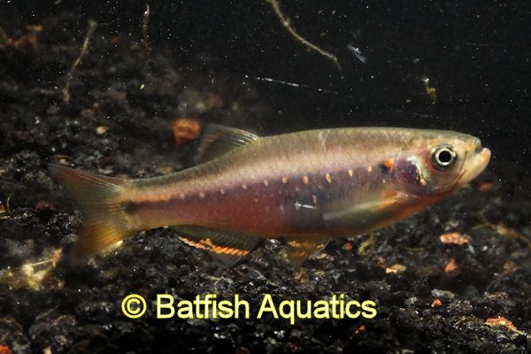 Danio freegradeii, also known as the Yoma Danio or Starlight Danio