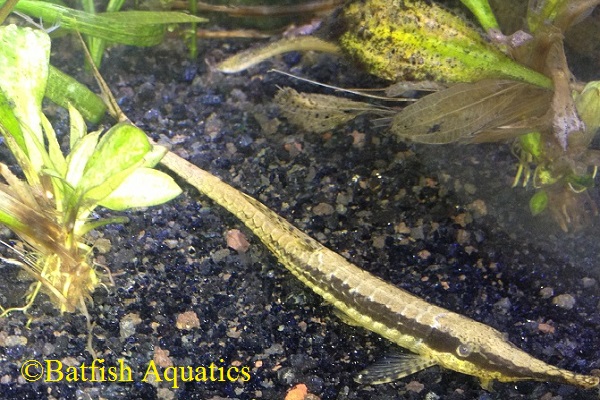 The Twig Catfish, Farlowella acus, is one of the best algae eaters around for a freshwater aquarium 