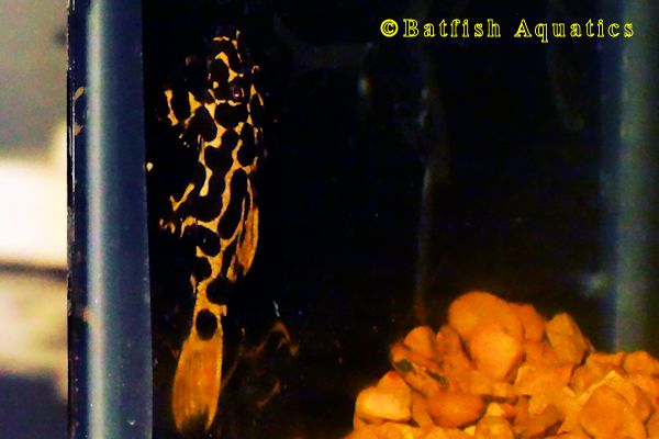 The Red Fin Leopard Pleco, Pseudacanthicus leopardus, was listed as the L114 Pleco 